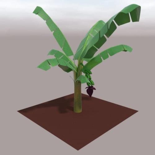 Banana plant preview image